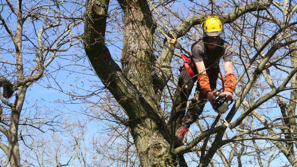 Tout savoir sur le principe d’élagage d’arbres et d’arbustes